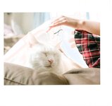 【青山裕企】ネコとフトモモ
