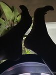 Irisivy Picture Complete OnlyFans Picture Collection
