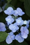 FRIDAYデジタル写真集 佐藤夢 癒やしのミューズ vol.2