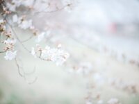 [COSPLAY] Ely eee ElyEE子 Sakura