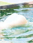 [Photobook] 大槻ひびき1st.写真集 Feel Beat 豪華愛蔵版(2013-11-25)
