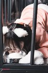 [PUSSY LET] VOL.6 CONY  Pet