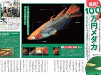 [FLASH] 2023.07.25-08.01 No.1697 雪平莉左 安斉かれん 佐々木舞音 新唯 牧野真莉愛 楠エリサ 鈴木瞳美 中井りか 他