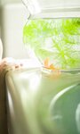 [Weekly Photobook] Sakina Tonchiki 頓知気さきな - Summer goldfish 夏の金魚 (2021-08-16)
