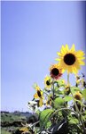 [Photobook] 若槻千夏 - 初恋物語 ~涙で見えない~