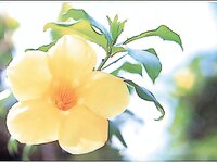[Photobook] 三津谷葉子 - 思春期