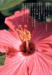 [Photobook] 小倉優子 - 初恋物語～勇気を出して～