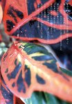 [Photobook] 小倉優子 - 初恋物語～勇気を出して～