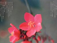 [Photobook] 小倉優子 - 初恋物語～勇気を出して～