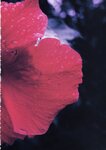 [Photobook] 釈由美子 - CHAOS