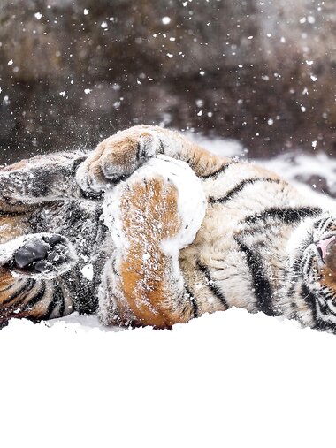 [PATREON] 2021.11 小丁こまち (fantasy factory)