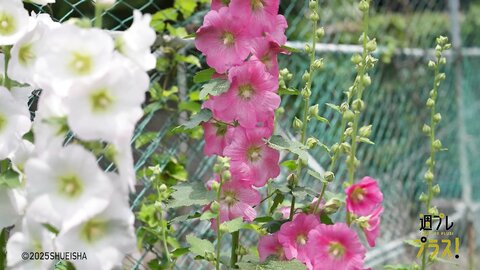 NEW ME - 本郷柚巴 - Special - chapter1