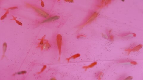 [SWEETBOX] Coco - Nijimori (2)