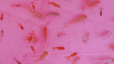 [SWEETBOX] Coco - Nijimori (2)