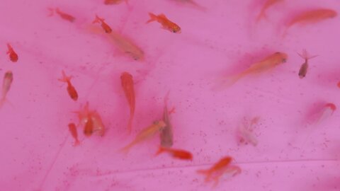 [SWEETBOX] Coco - Nijimori (2)