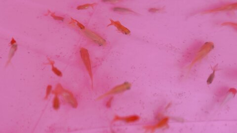 [SWEETBOX] Coco - Nijimori (2)