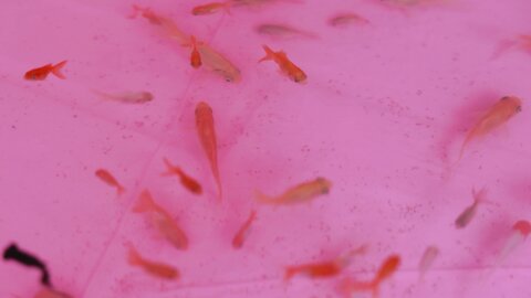 [SWEETBOX] Coco - Nijimori (2)