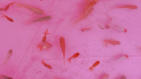 [SWEETBOX] Coco - Nijimori (2)