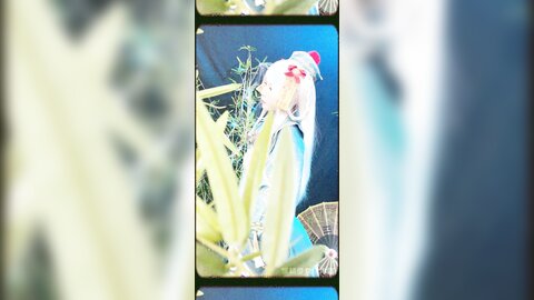 子不语短4k