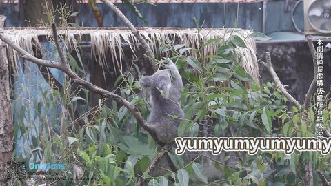 2023 04 13 Sex Vlog In Taipei Full Version At Onlyfans 6437A50D73B80