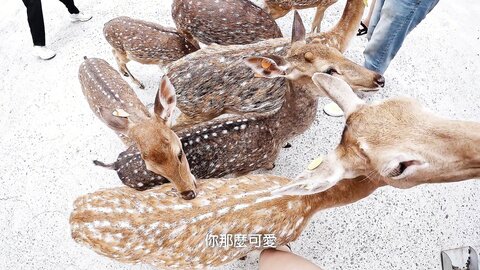 2022 07 08 Sex Vlog In Taiwan Pingtung Ph62C7Ff731564E