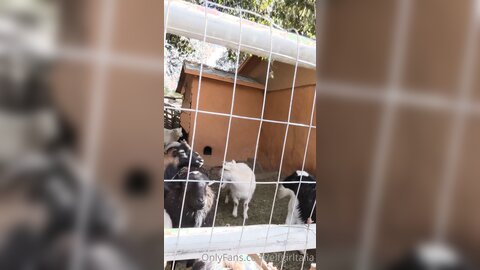 Elfgirltalia 2021 02 12 2029856158 Goats And Sheeple O