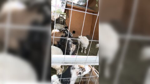 Elfgirltalia 2021 02 12 2029856158 Goats And Sheeple O