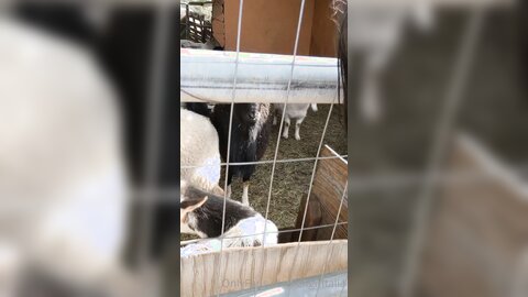 Elfgirltalia 2021 02 12 2029856158 Goats And Sheeple O