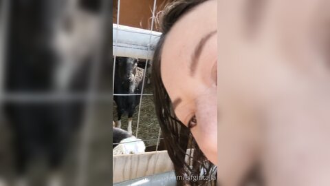 Elfgirltalia 2021 02 12 2029856158 Goats And Sheeple O