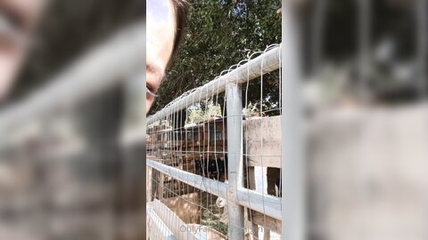 Elfgirltalia 2021 02 12 2029856158 Goats And Sheeple O