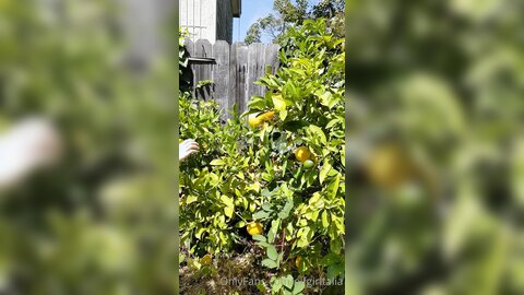 Elfgirltalia 2022 07 15 2503937873 A Reminder Of Past Dorkiness Lemon Stealing Whore