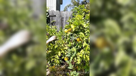 Elfgirltalia 2022 07 15 2503937873 A Reminder Of Past Dorkiness Lemon Stealing Whore