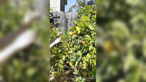 Elfgirltalia 2022 07 15 2503937873 A Reminder Of Past Dorkiness Lemon Stealing Whore