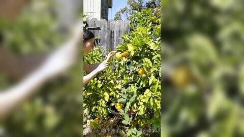 Elfgirltalia 2022 07 15 2503937873 A Reminder Of Past Dorkiness Lemon Stealing Whore