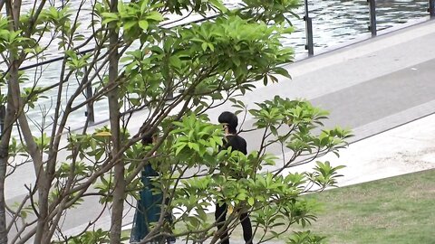 200GANA-2755 Seriously soft, first shot. 1829 Slender F milk sister, SEX is taken to the hotel on the way home...