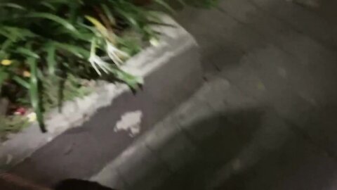 The Girl From The Alley
