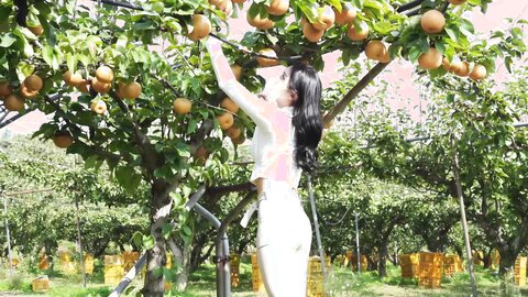 배 따고 왔어요 Orchard Vlogs????果樹園、梨 ⧸ Obstgarten Schiff