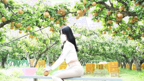 배 따고 왔어요 Orchard Vlogs????果樹園、梨 ⧸ Obstgarten Schiff