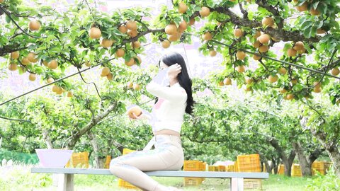 배 따고 왔어요 Orchard Vlogs????果樹園、梨 ⧸ Obstgarten Schiff