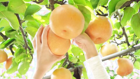 배 따고 왔어요 Orchard Vlogs????果樹園、梨 ⧸ Obstgarten Schiff