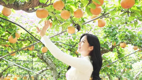 배 따고 왔어요 Orchard Vlogs????果樹園、梨 ⧸ Obstgarten Schiff