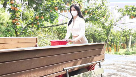 배 따고 왔어요 Orchard Vlogs????果樹園、梨 ⧸ Obstgarten Schiff
