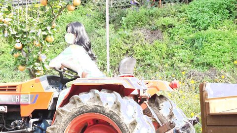 배 따고 왔어요 Orchard Vlogs????果樹園、梨 ⧸ Obstgarten Schiff
