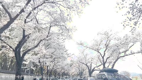 VLOG저랑 벚꽃보러 가실래요？✿˘◡˘✿경주 여행 브이로그 ⧸ Korea Gyeongju trip vlog たび Voyagedu lịch การท่องเที่ยว