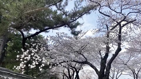 VLOG저랑 벚꽃보러 가실래요？✿˘◡˘✿경주 여행 브이로그 ⧸ Korea Gyeongju trip vlog たび Voyagedu lịch การท่องเที่ยว