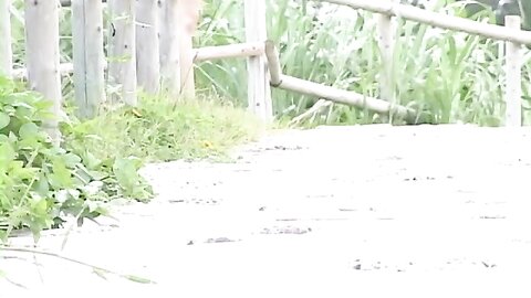 CRVE-0008 Yoko Kumada 熊田曜子 – Favorite