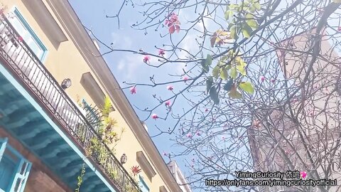 Yimingcuriosity   Havana Sunset Sex Vlog Asian Chinese Slut Rough Blowjob And Doggy On Balcony