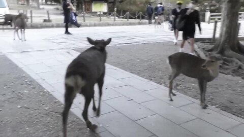 めるの２泊３日想い出旅行本編