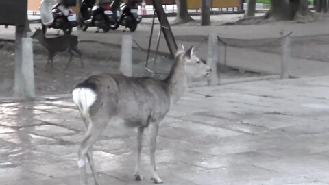 めるの２泊３日想い出旅行本編