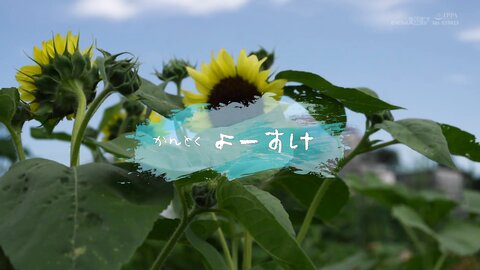 SDAB-284
